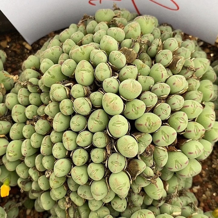 1871超大口迪一群。