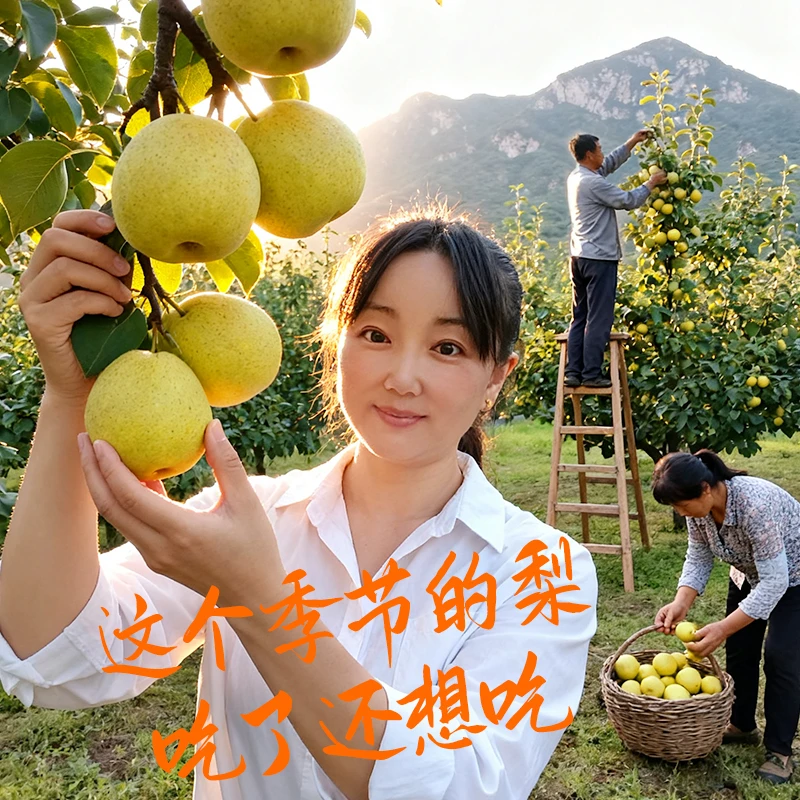 原平同川酥梨八斤装当季新鲜水果