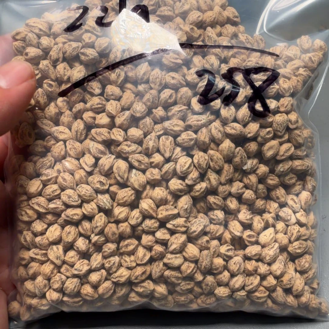 吊坠柏香籽/百香籽怡*