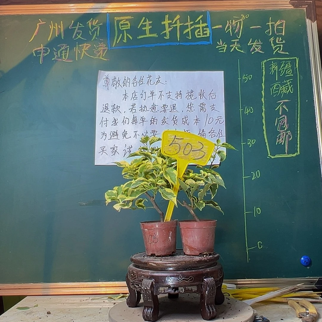 当前无花栽培后可以开花橙冰掌中宝 蜡染粉掌中宝503