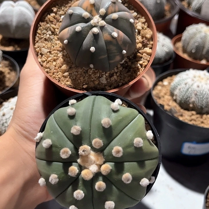 可***色一物一拍实生兜仙人球