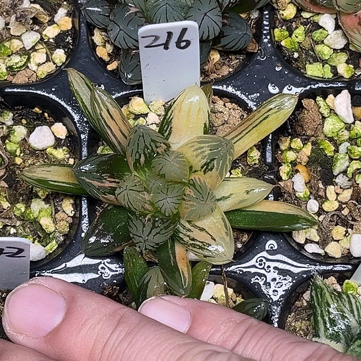 216胭脂玉露锦脱土发货