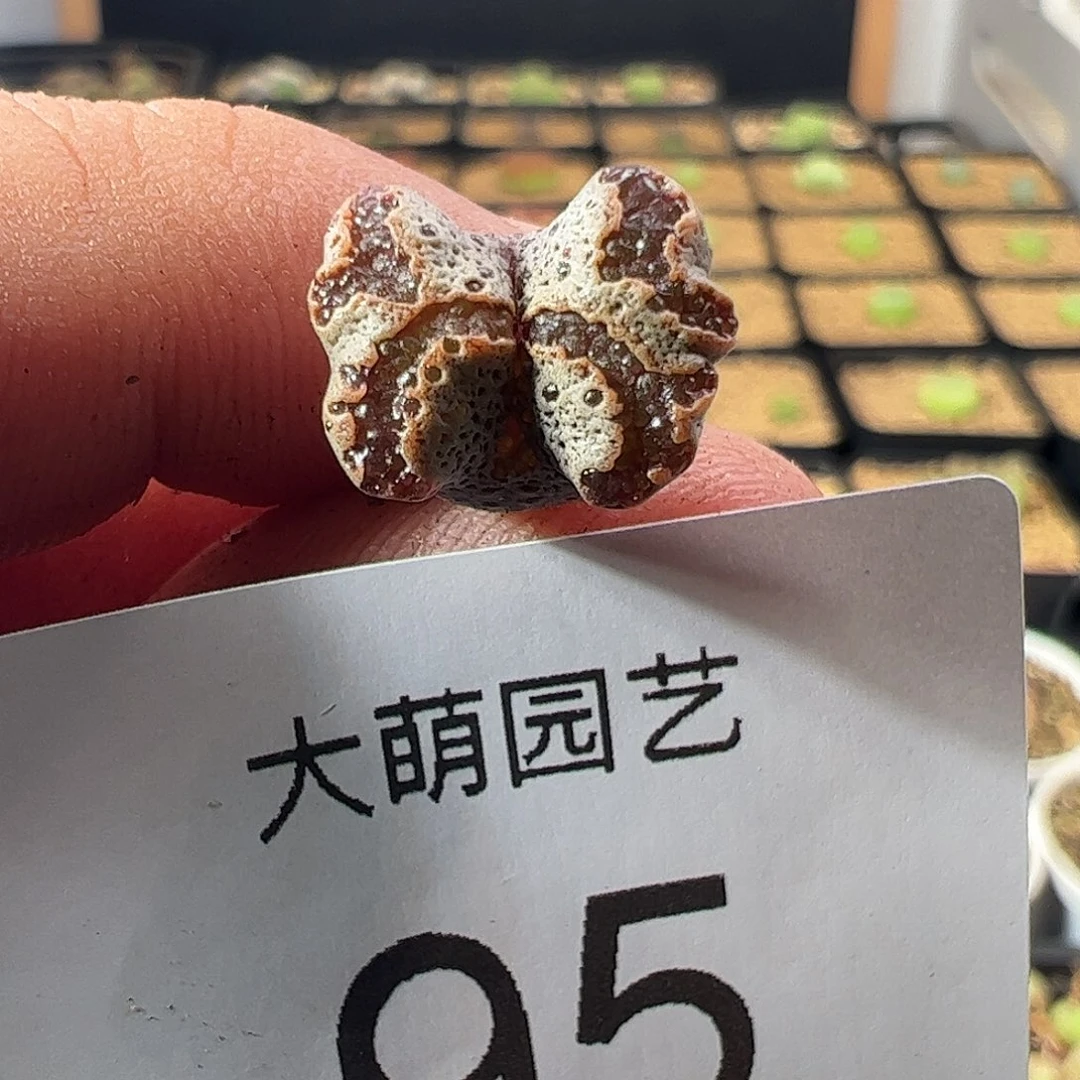 皮***闹一物一拍。     95