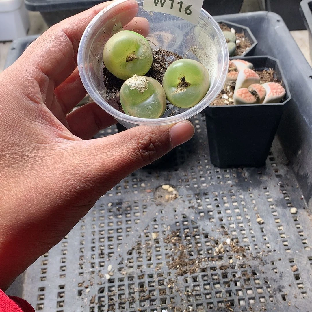 青*W116多肉植物保护研究所