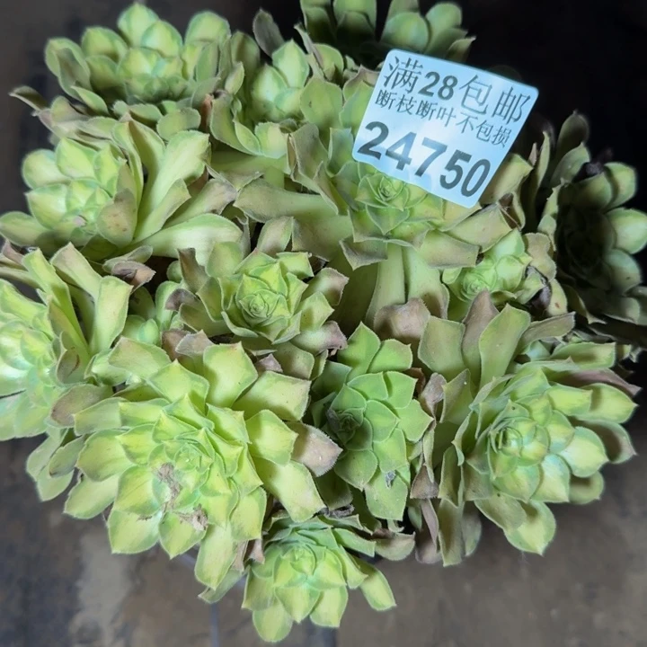 24750韶华多肉植物