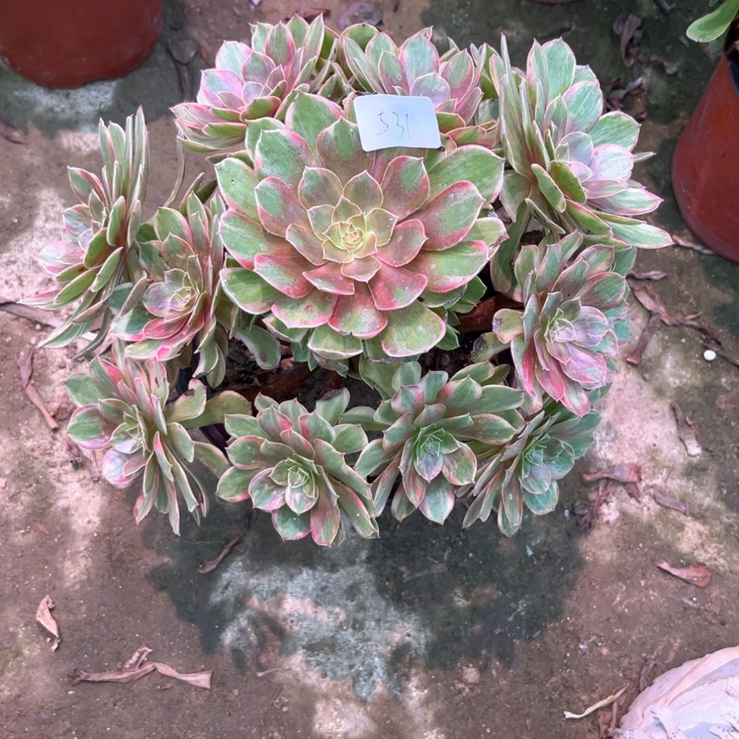 莉***莉多肉植物万七彩00531