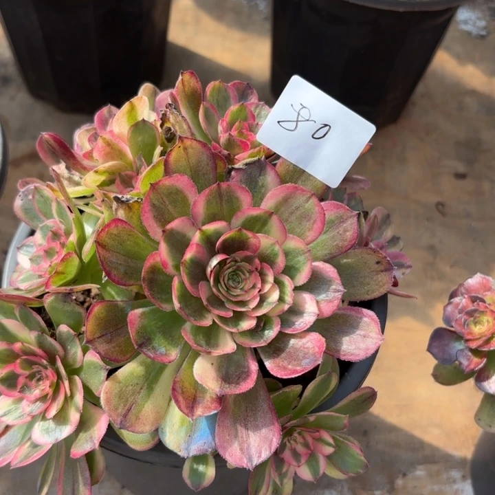 无花朵080特价海神无售后