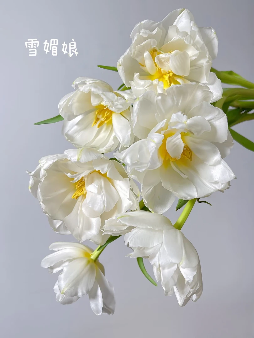 雪媚娘郁金香一把  云南基地鲜花   家养    水养