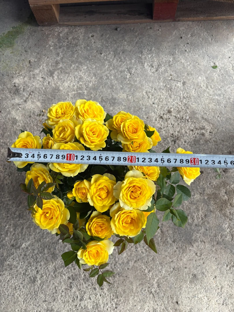 灰太狼 金黄色切花大花耐热耐寒阳台庭院爆花