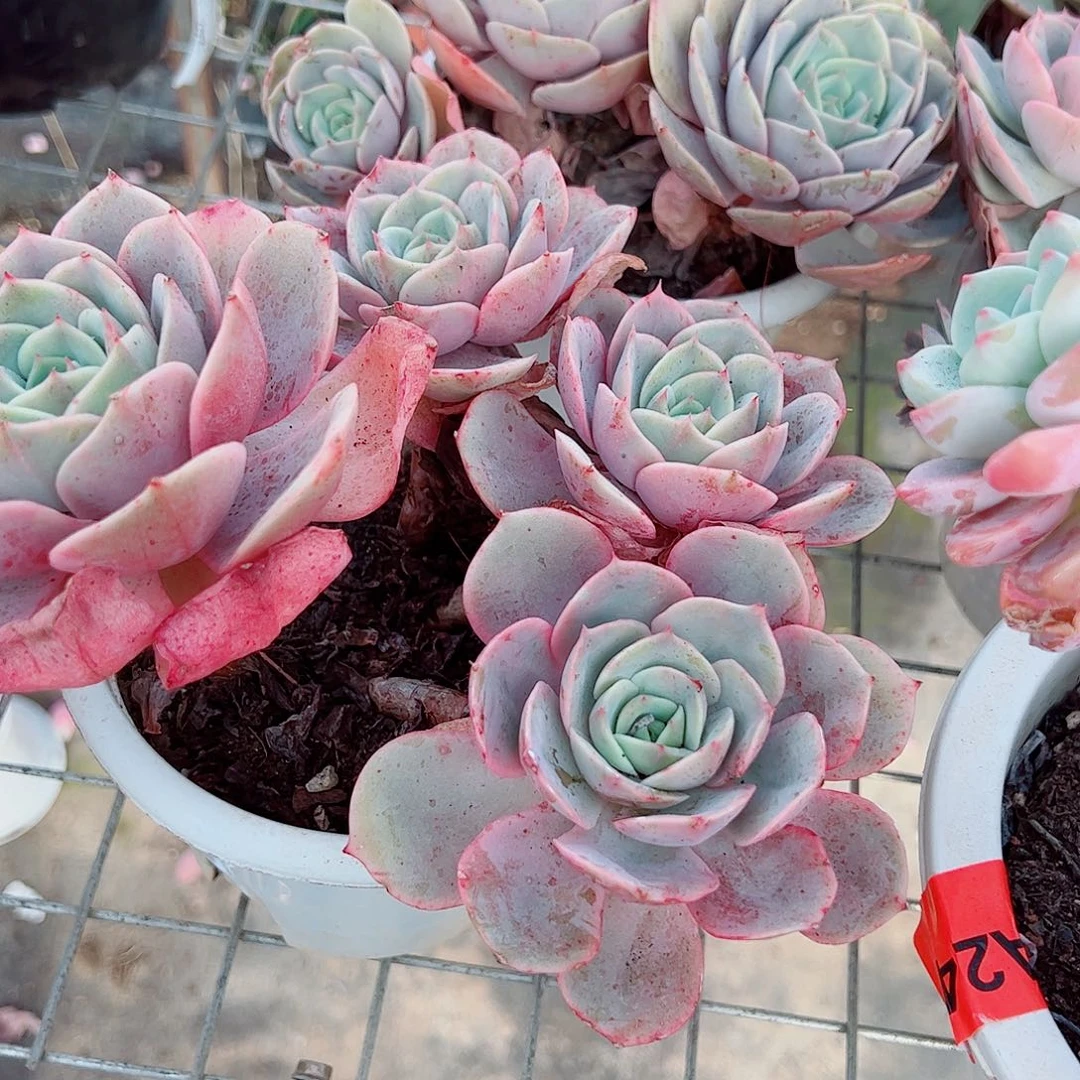 蓝色苍鹭多头群生精品