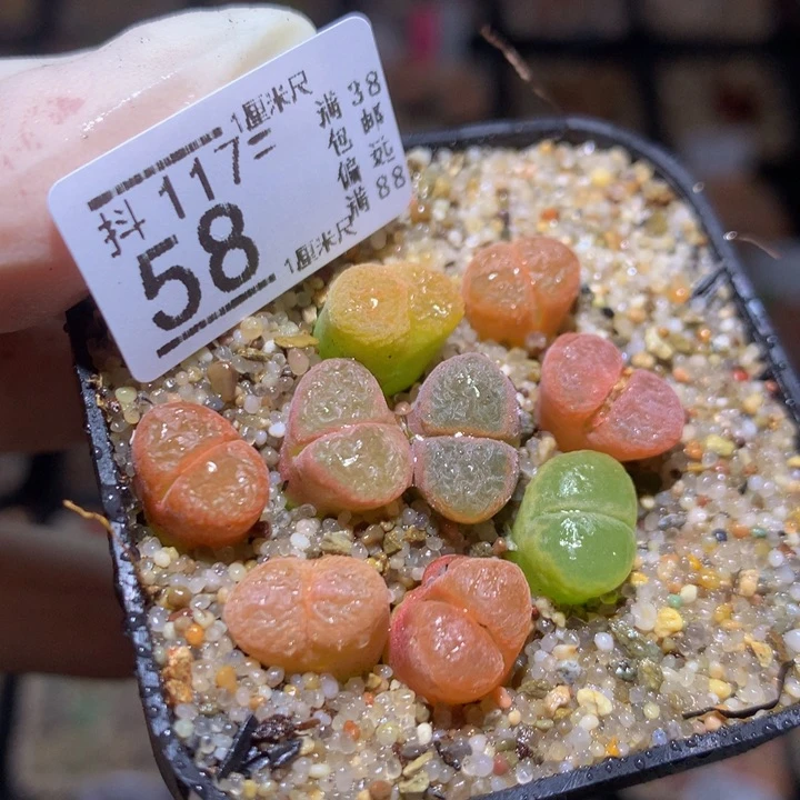 精品生石花117.58