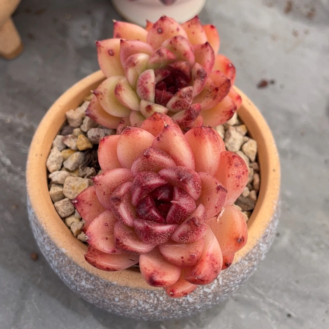 金色玫瑰双头9公分