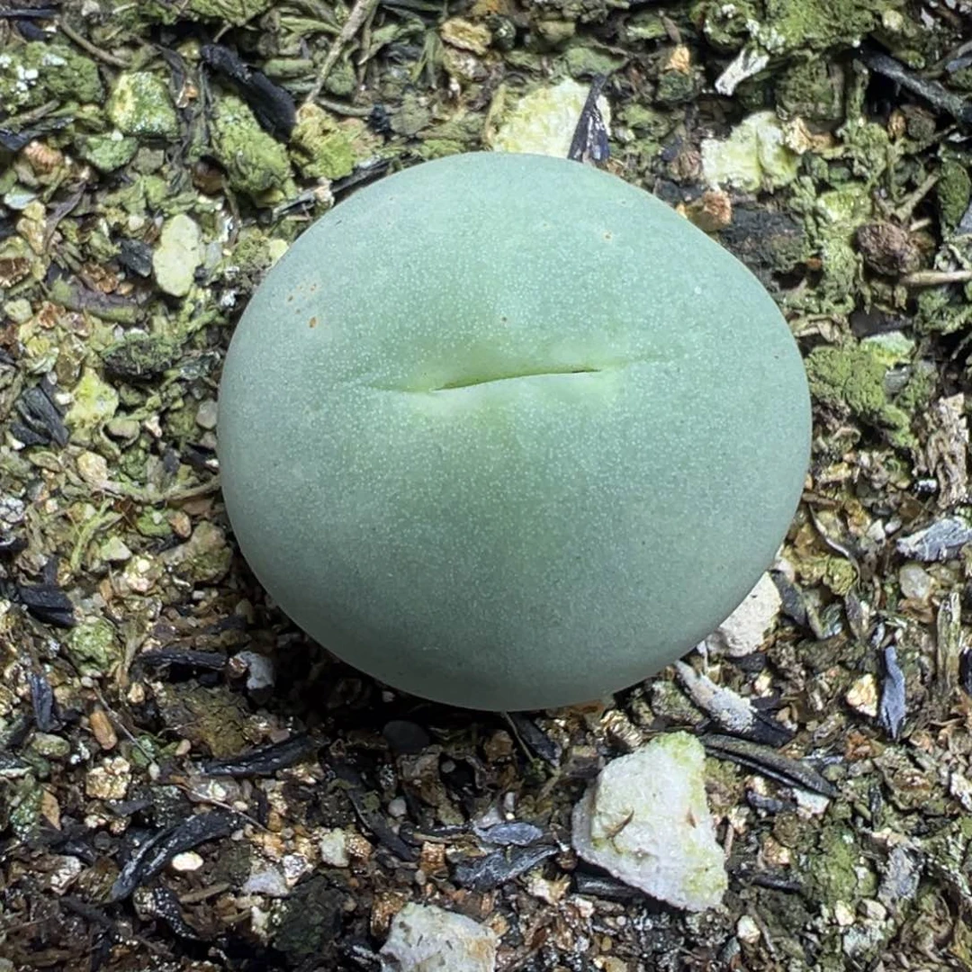 【闪购商品】 640。