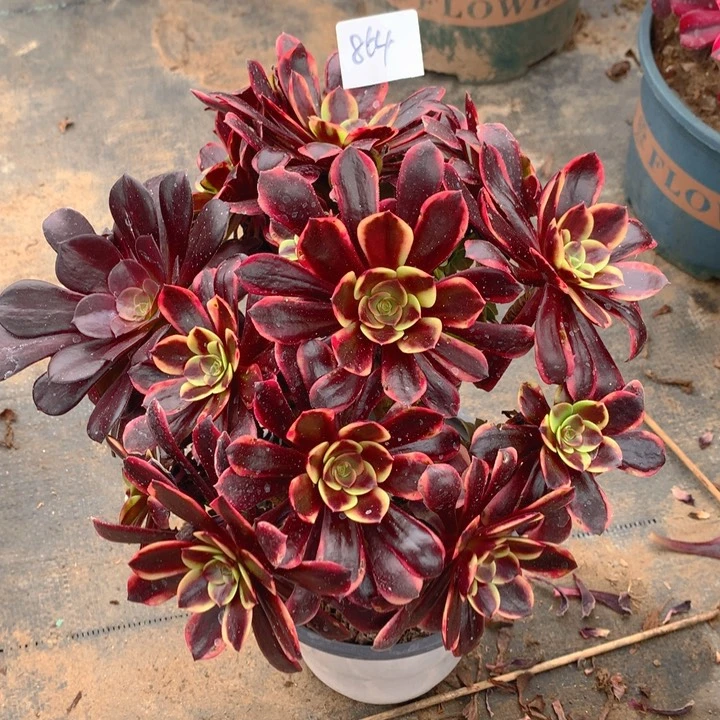 864欧嘉莉精品法师多肉