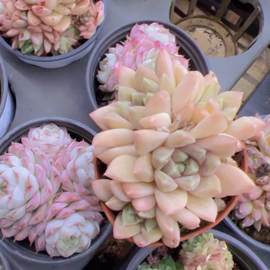 玉*美人，多肉植物