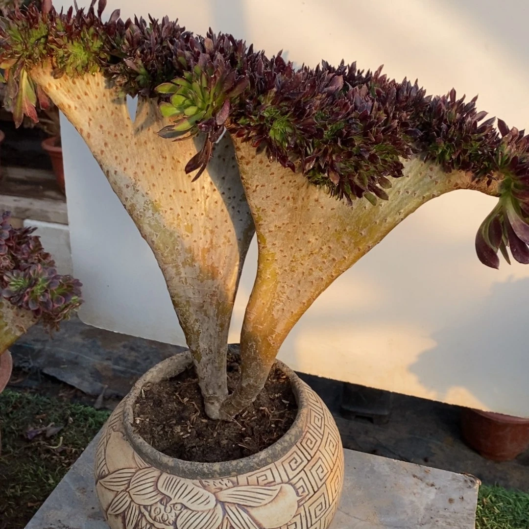 黑法师缀化多肉1颗1592号