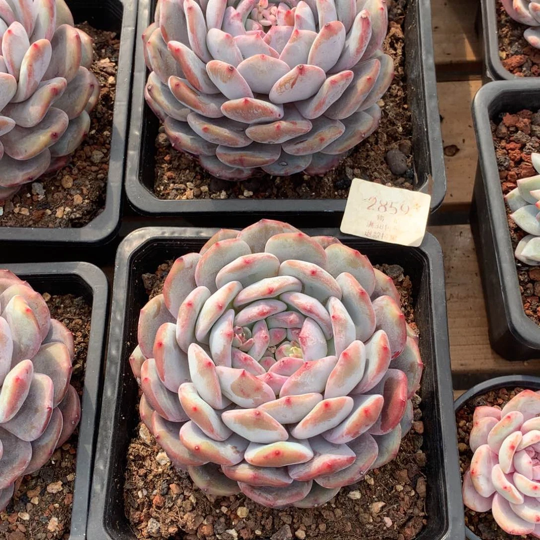 12.5厘米单头星影两颗2859