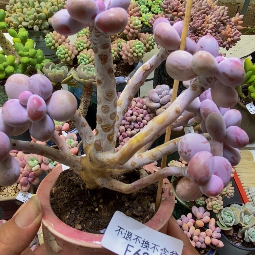 627腰子桃蛋树10cm多肉