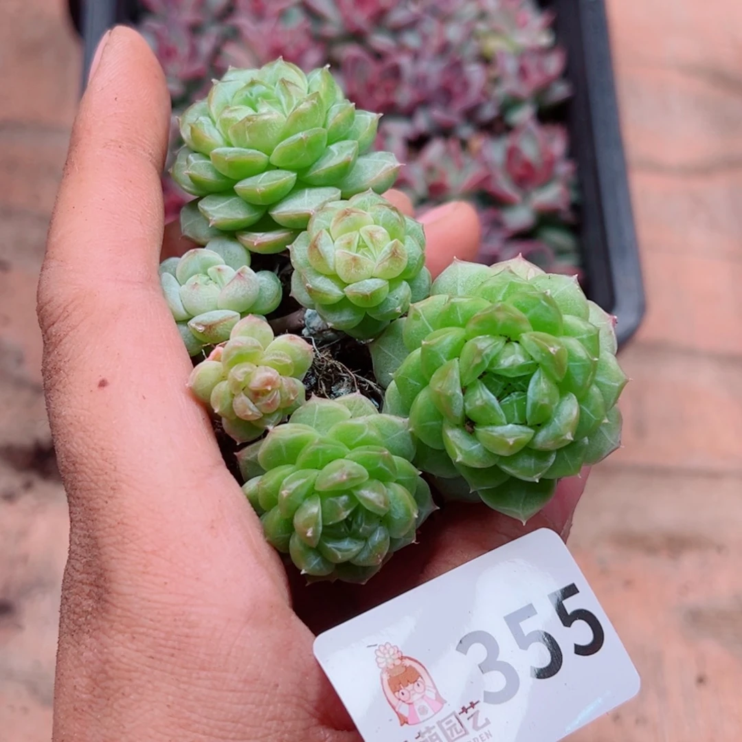 多肉植物多肉植物