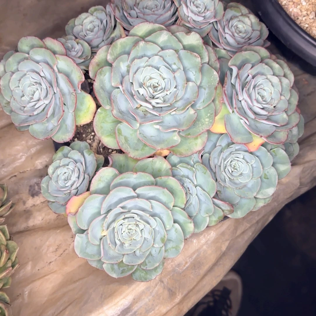 多肉植物多肉植物