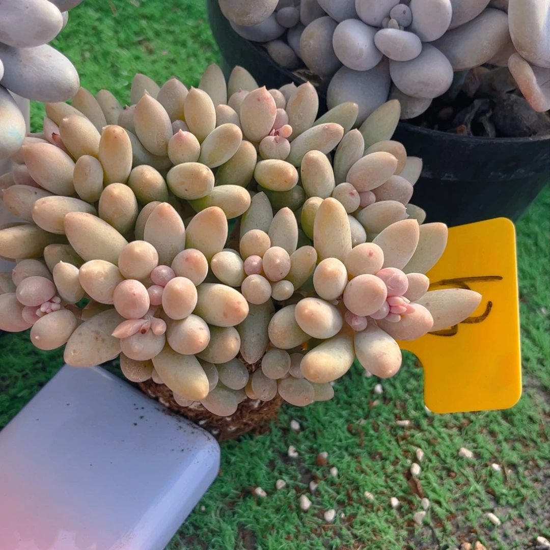 大**茉63fghhhhjhhhhh