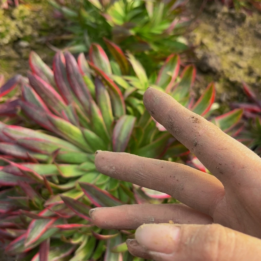 孔雀锦多肉植物捧花的