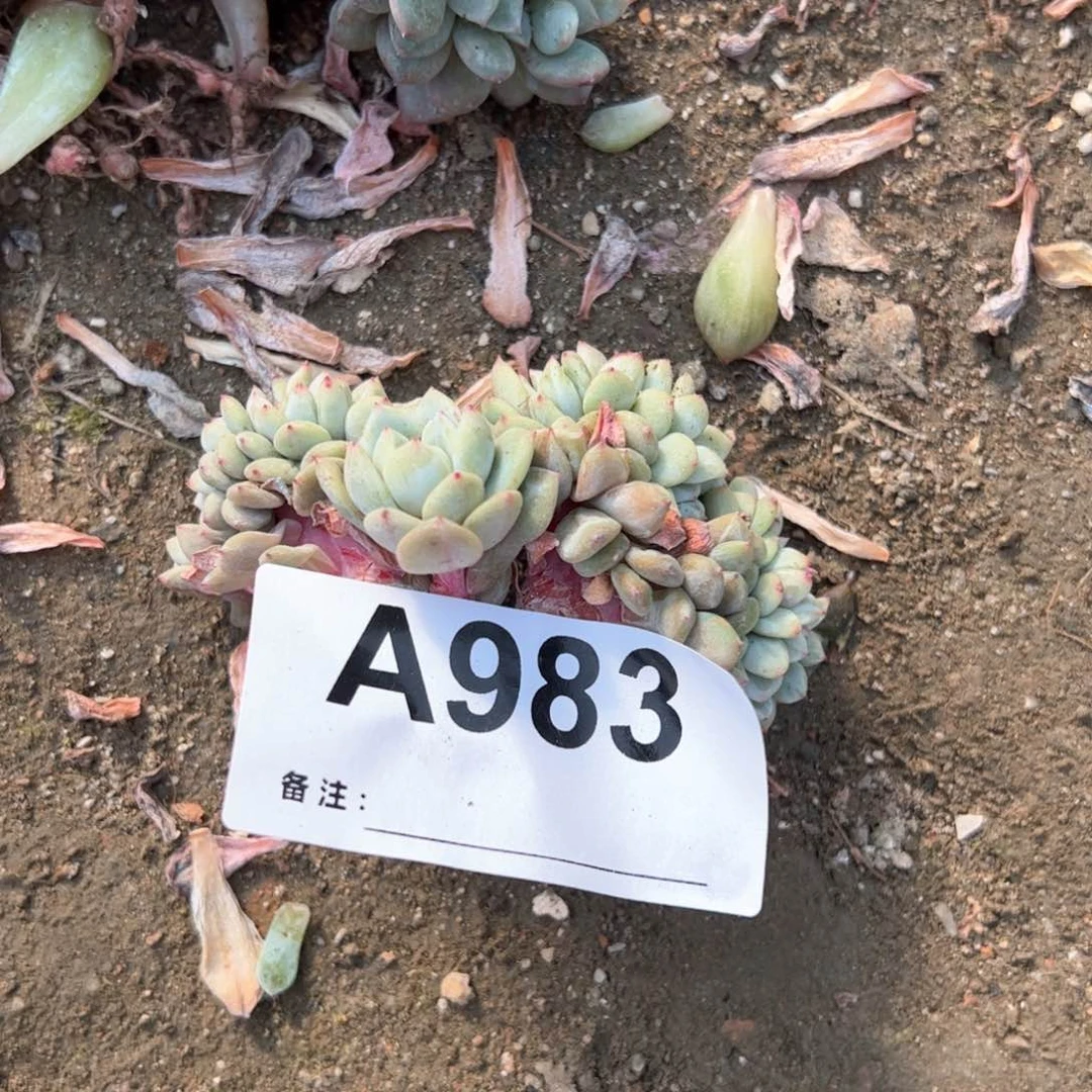 哦*豁983多肉多肉多肉的肉肉多肉