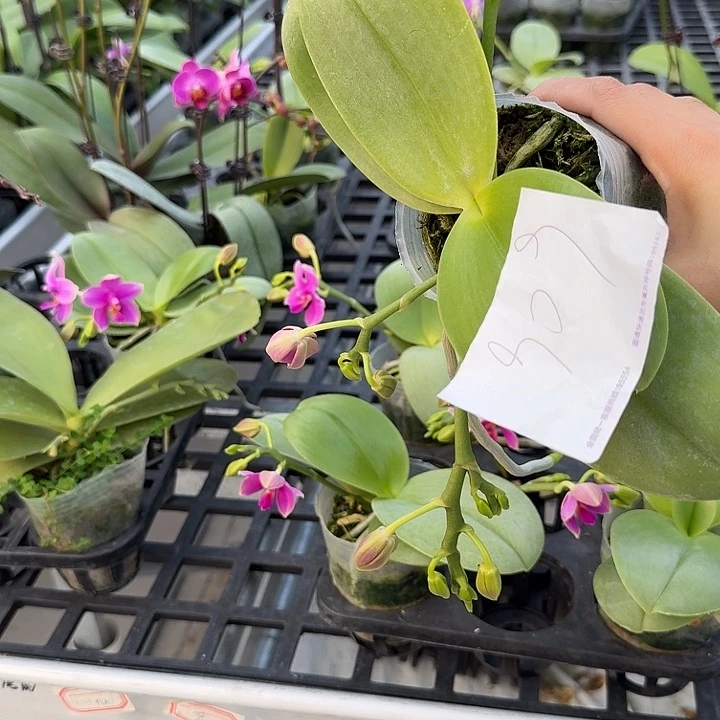 大部分开放少量花苞三花剑根不多909