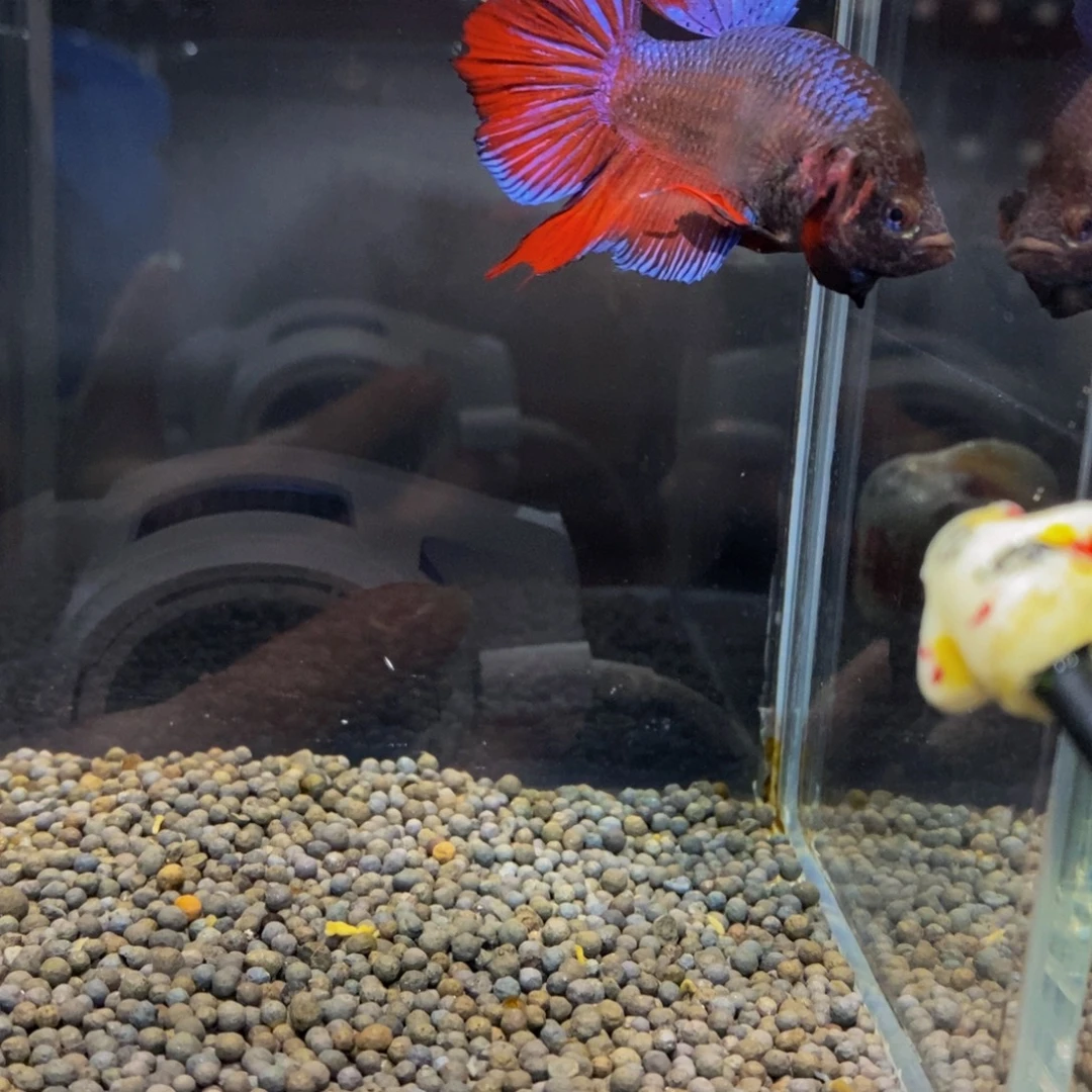 斗鱼210巨斗111111