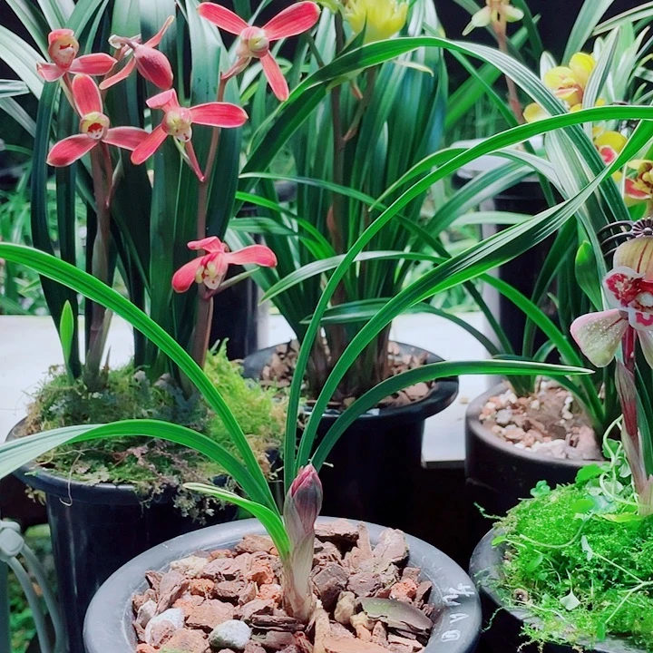 用***者完全开放u 一物一漂亮