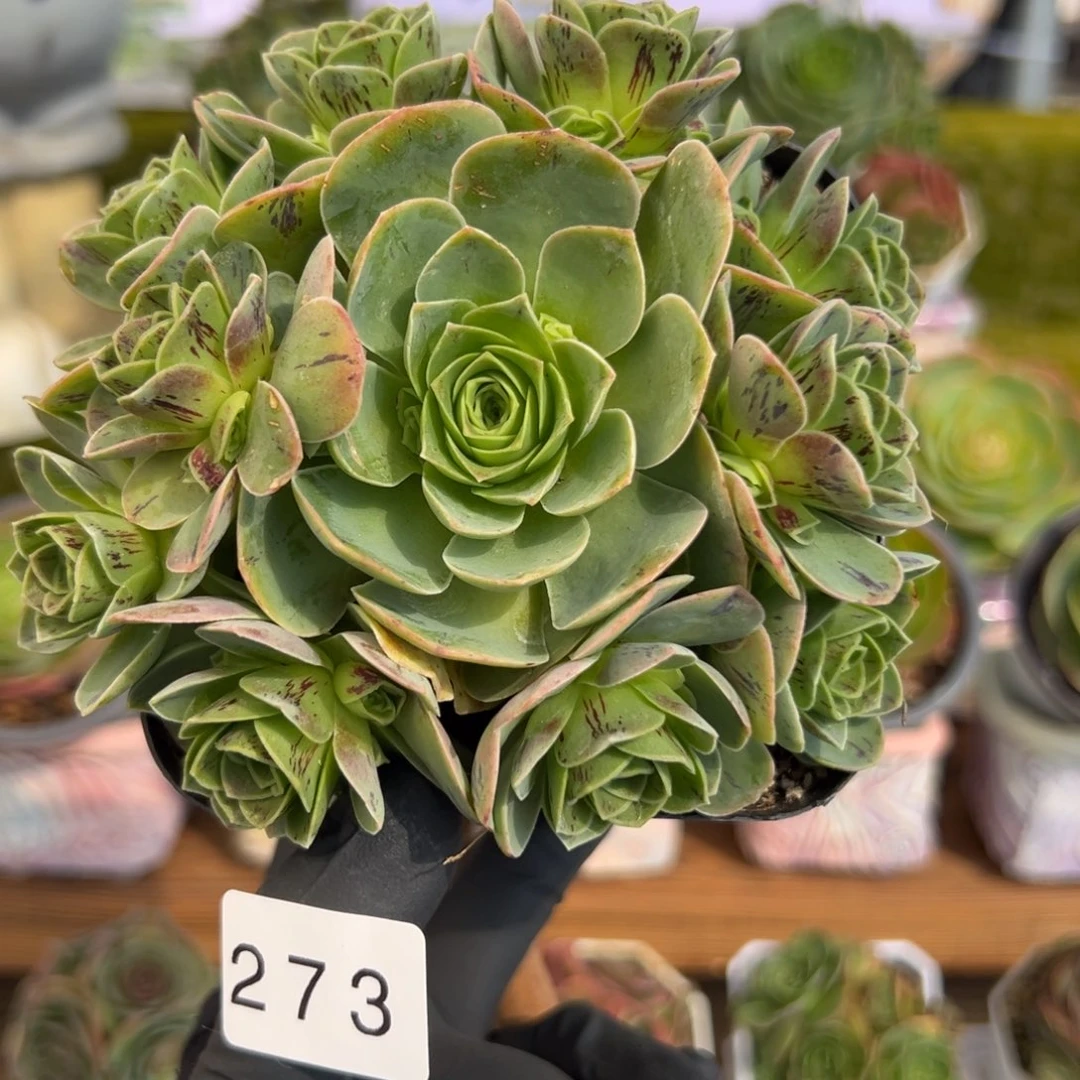 273捧花万花筒9厘米