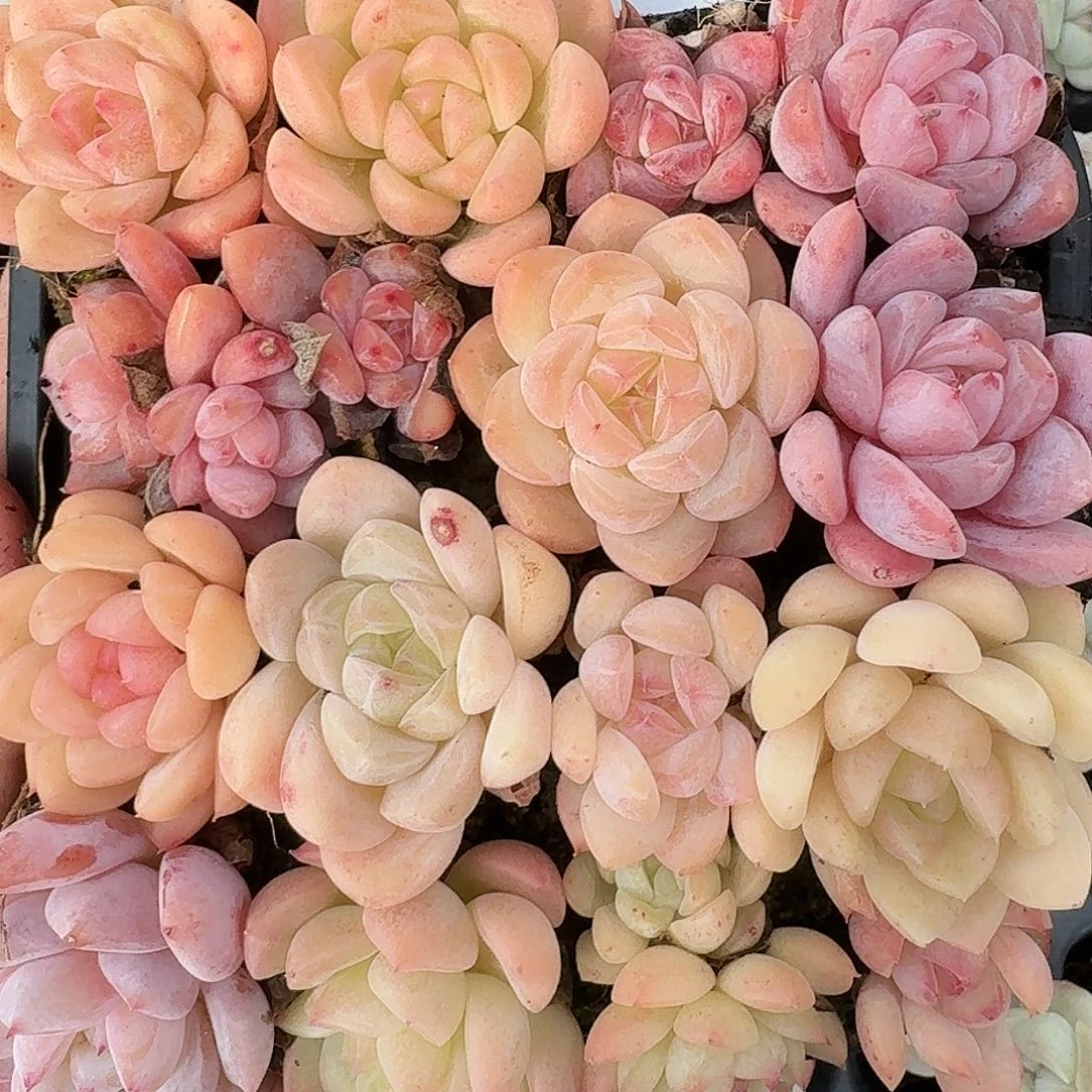 杂交新品珍妮多肉318