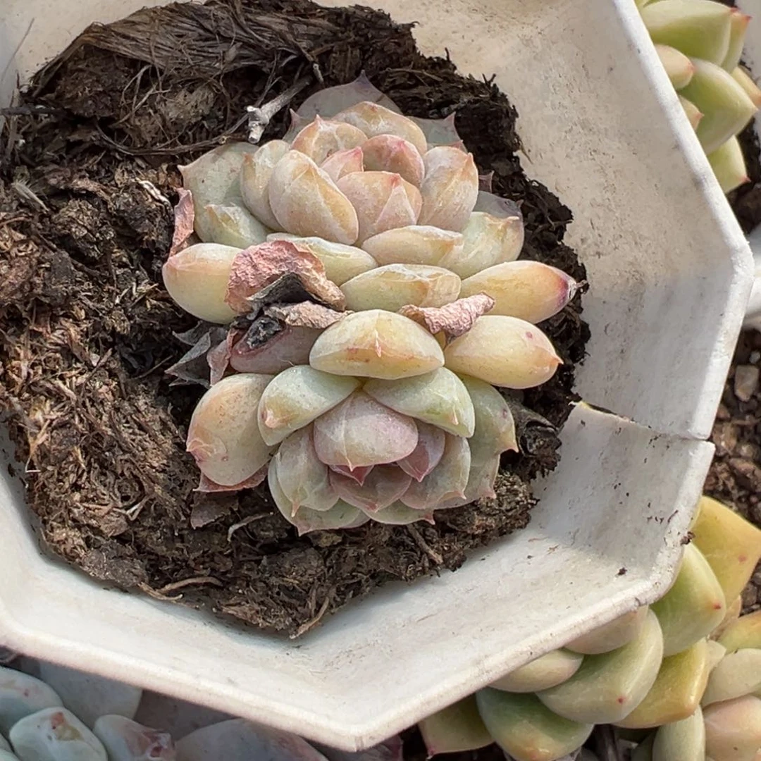 小卡拉米糖心一物一拍