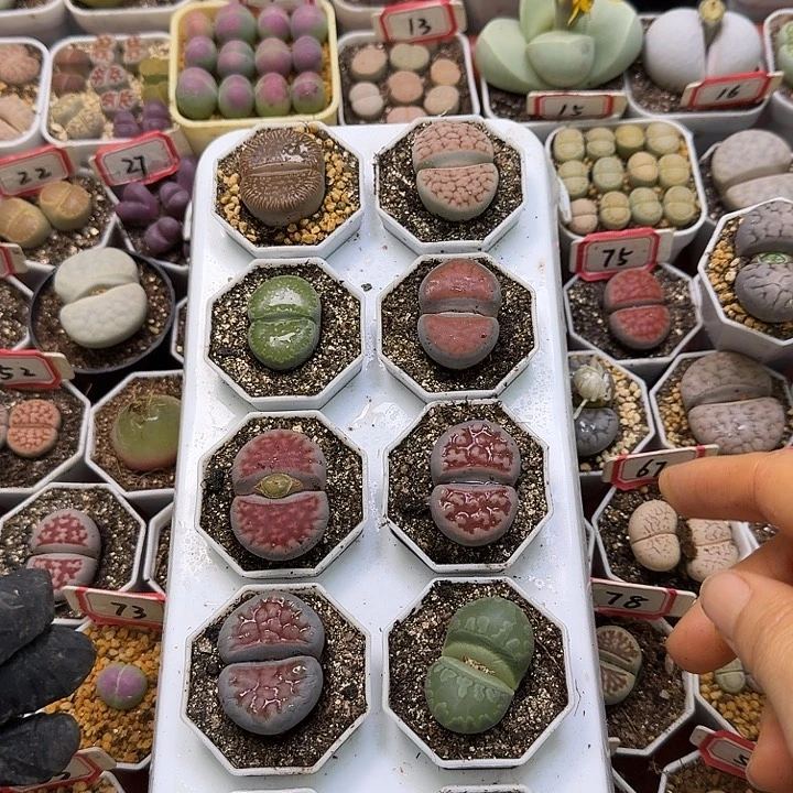 生石花2:/：：/。  893号