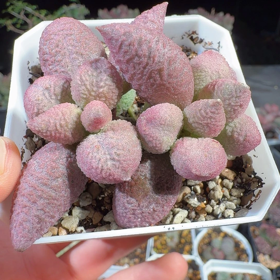 粉核桃