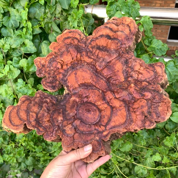 【英雄料】云南深山百年老藤道地鸡血藤大片不切自然生长