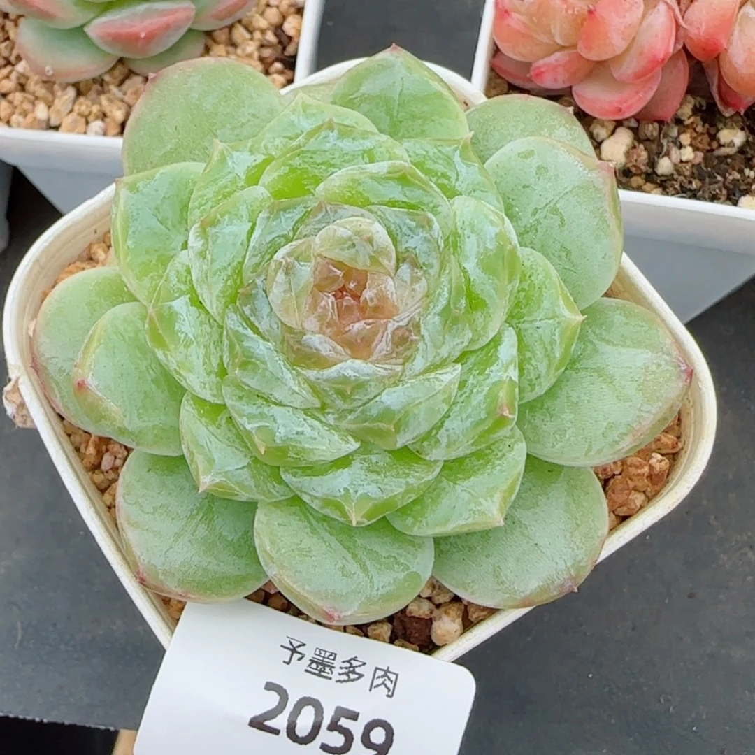 梦境福利，2059多肉植物