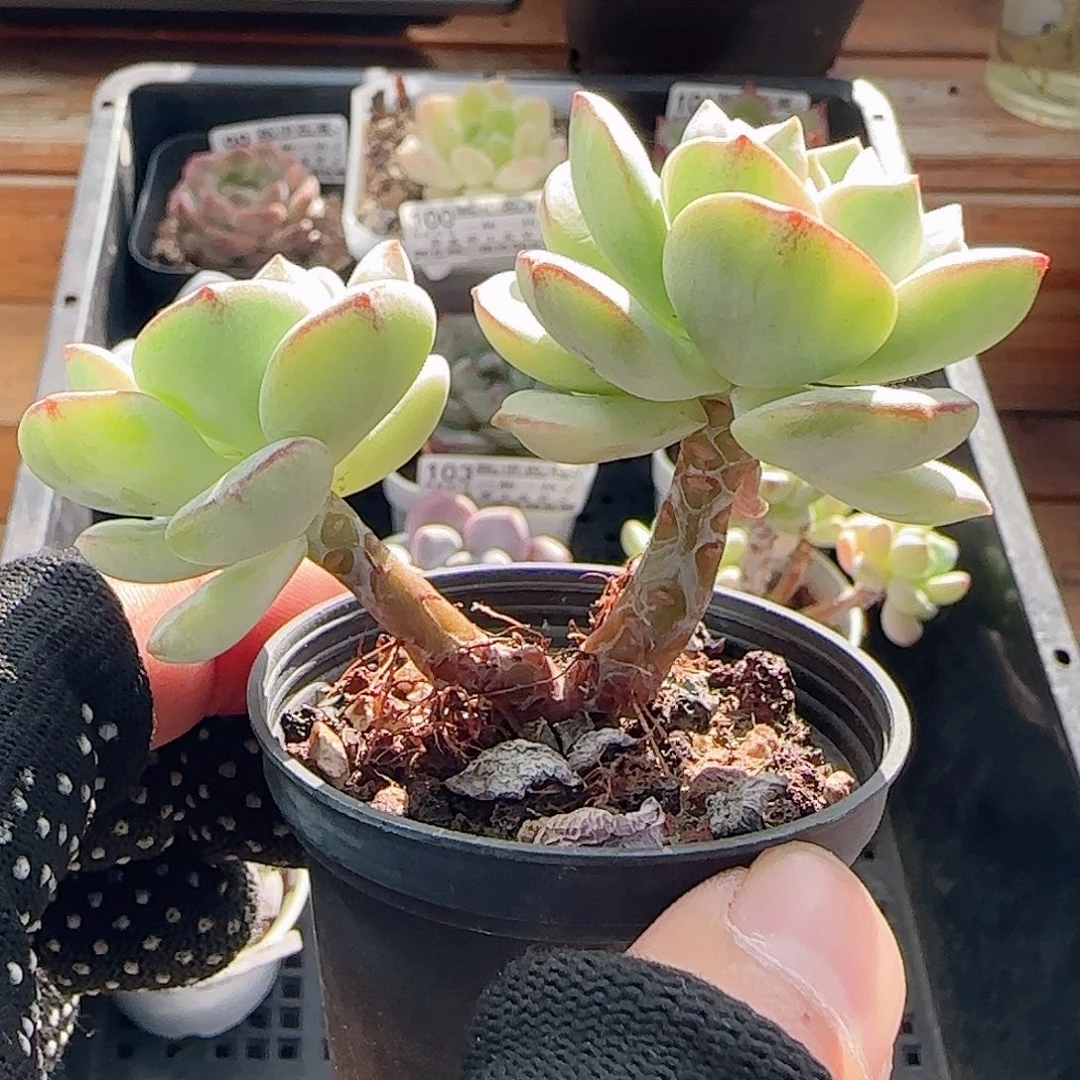 多肉0921--109香草小老桩