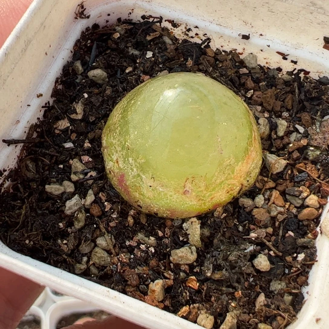 855多肉植物百科