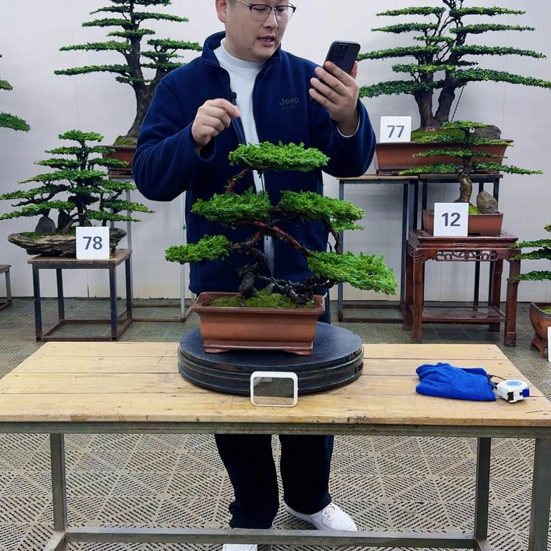 盆景柏树造型盆景