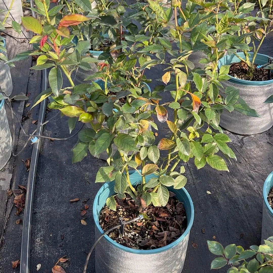 无花朵帝王新红酒，1.8加仑，原盆原土发货