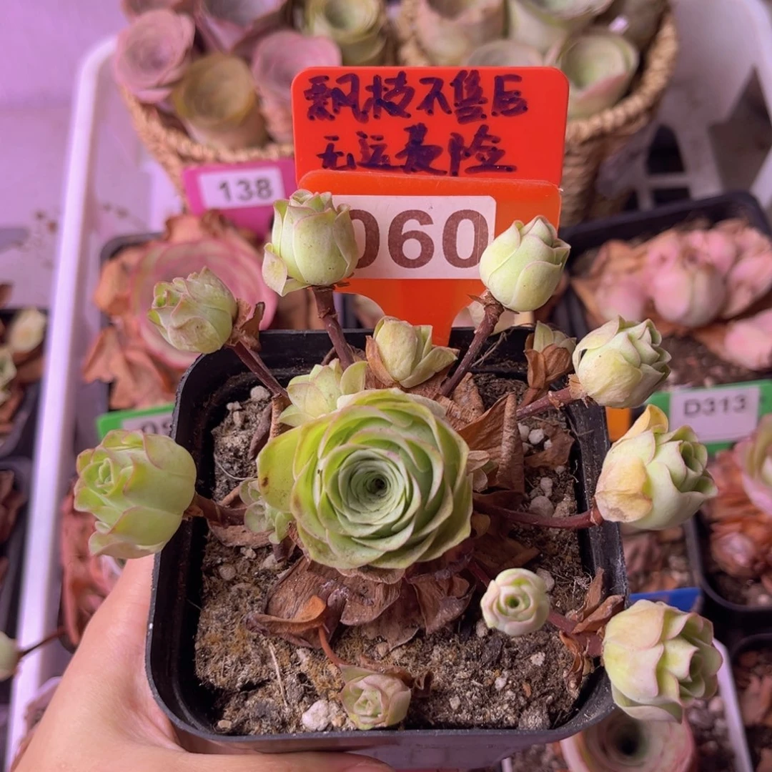 飘枝玫瑰一物一拍060