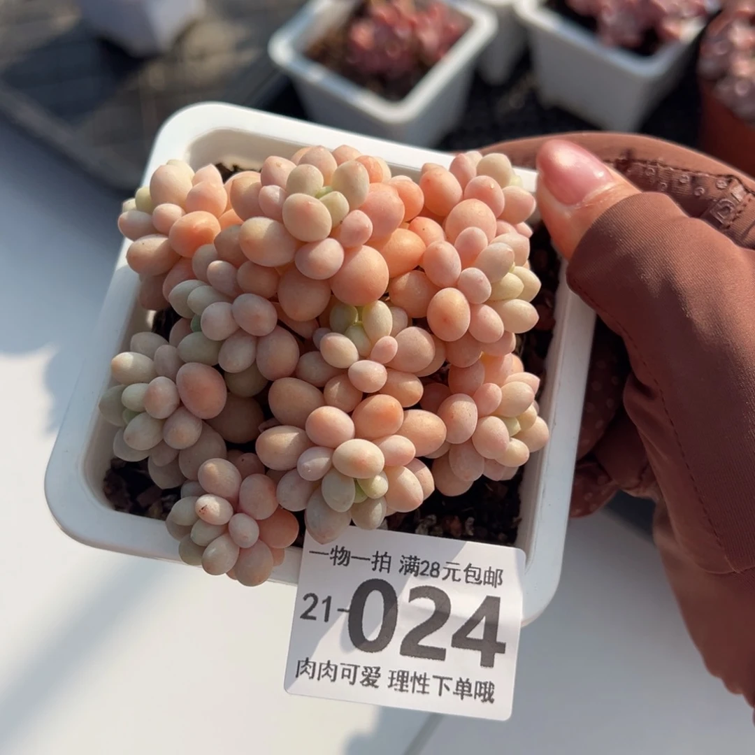 洛可可多肉多肉多肉多肉