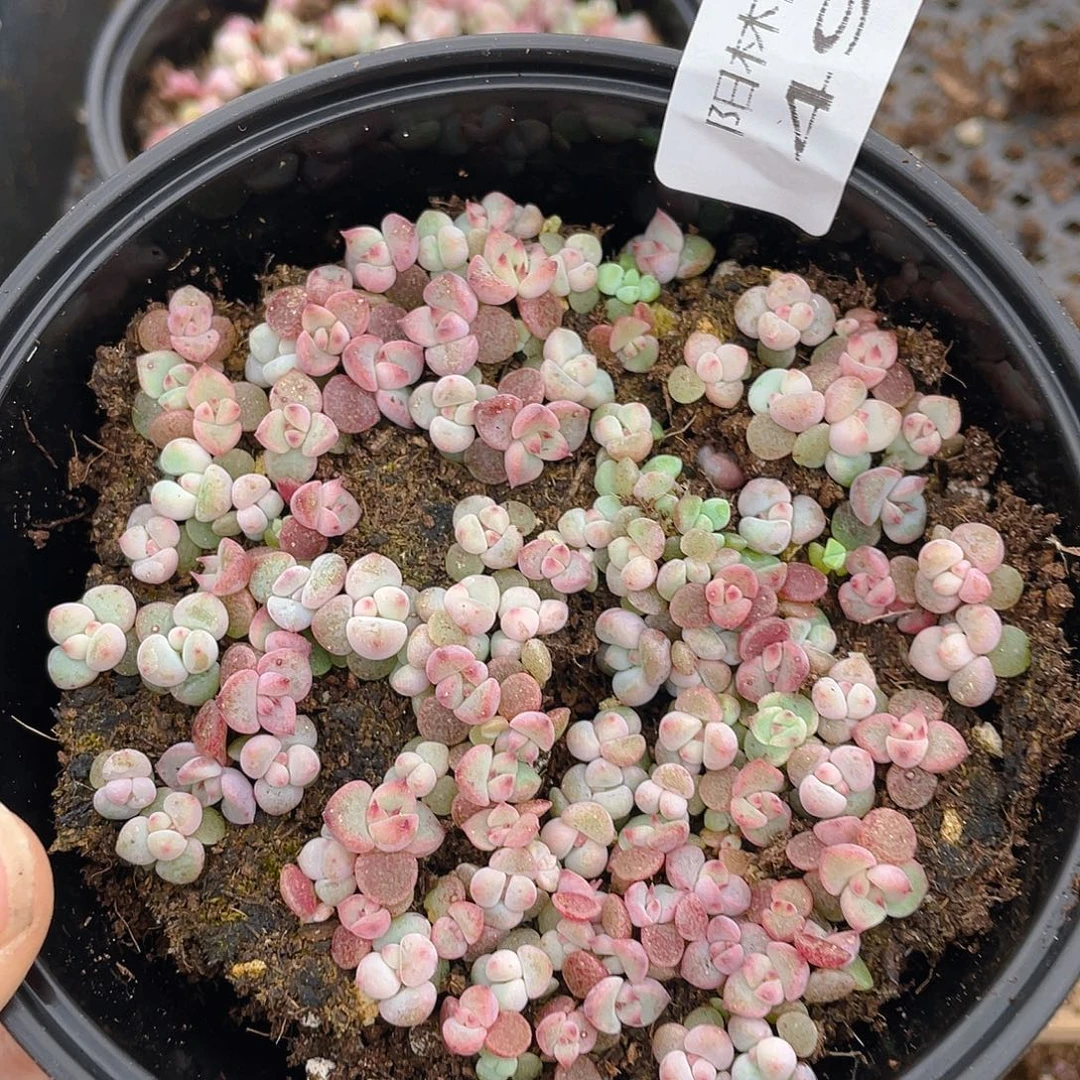 多肉植物多肉植物491