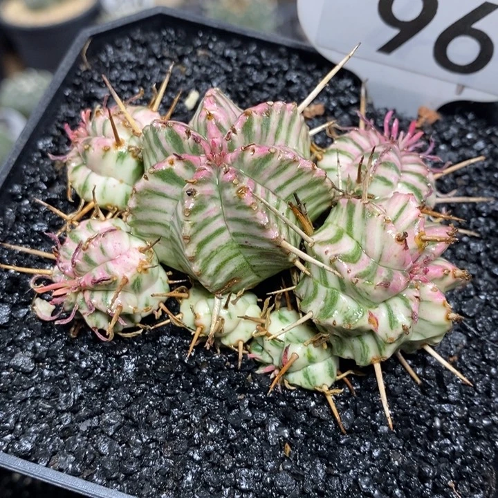 蔚*专拍96号斑马锦