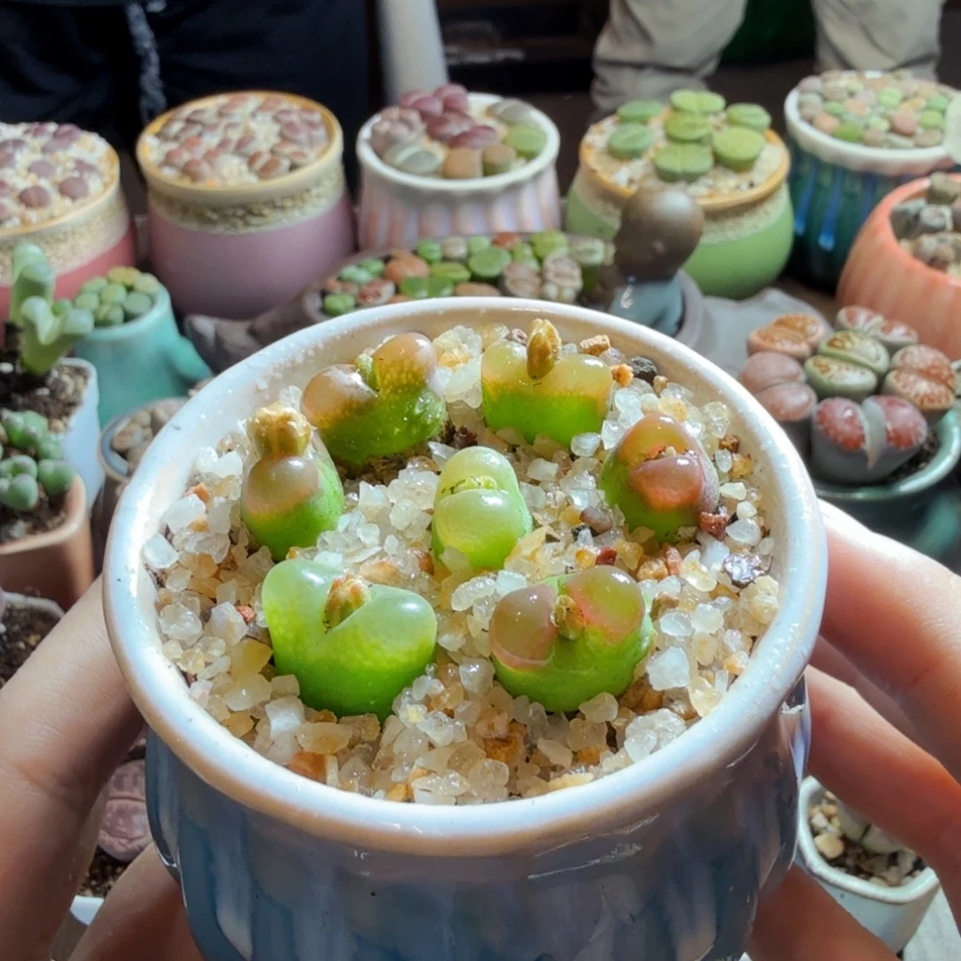 人***戏多肉植物和植物的生长284