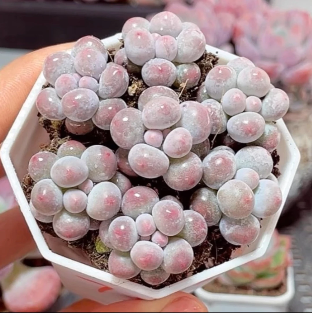 ［满15元包邮］血盘汤圆多肉7颗带土球发货-2厘米左右