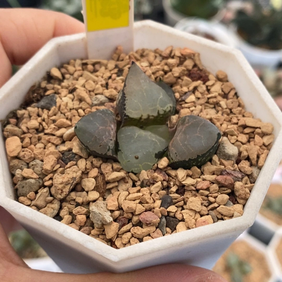 559号冰皇多肉植物带盆