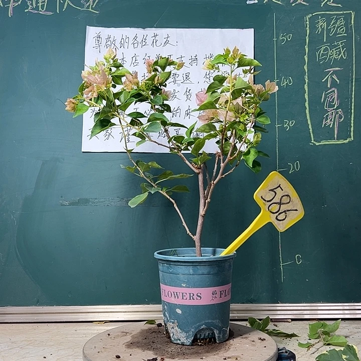 完全开放 暗斑丽人  586