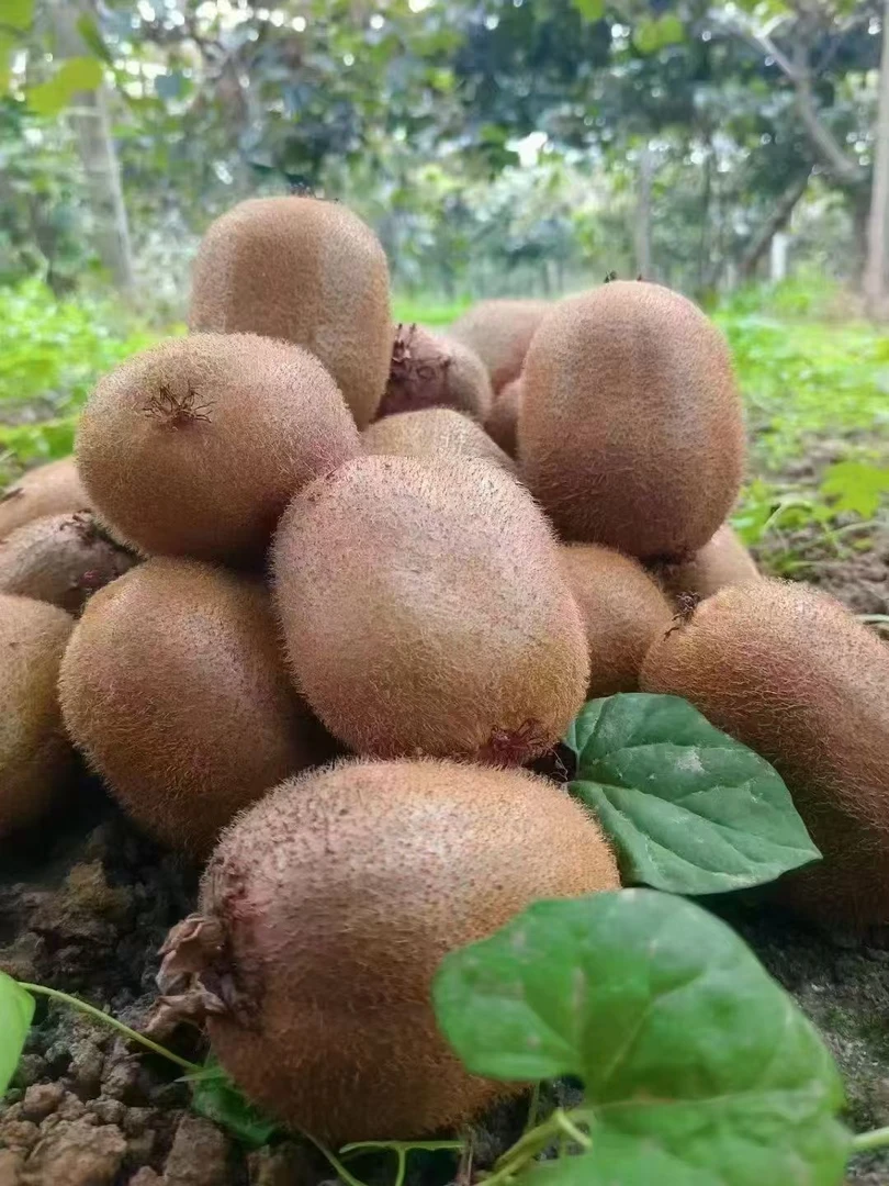 眉县徐香猕猴桃新鲜现摘